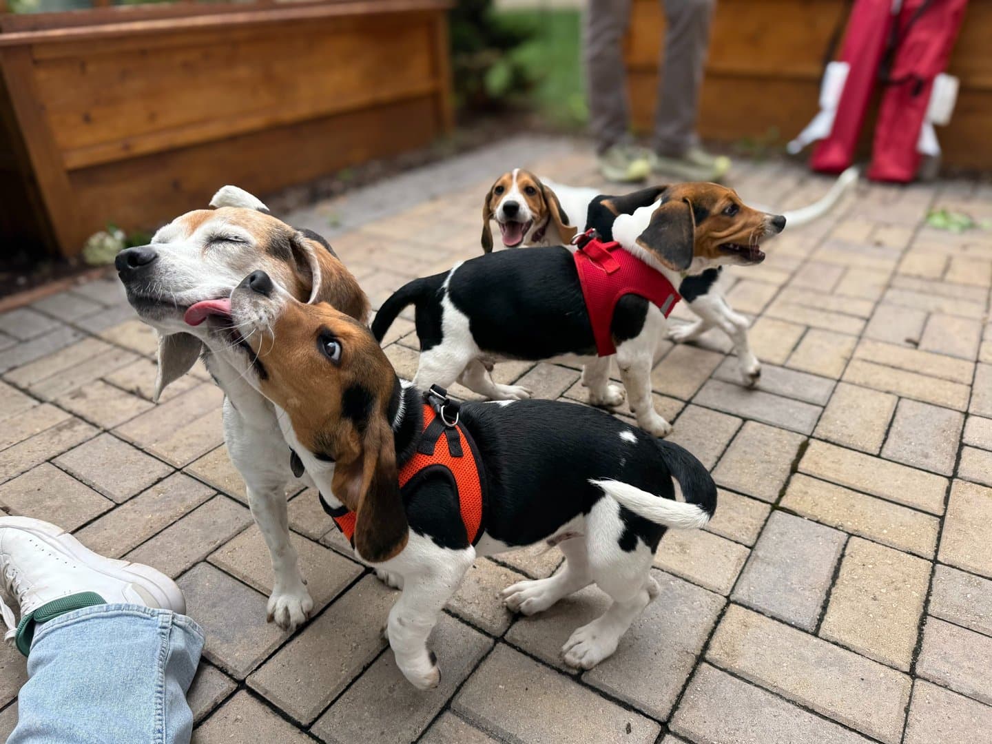 Portrait of Marty the lemon beagle